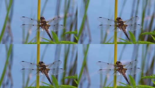 草叶上的蜻蜓高清在线视频素材下载