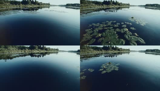 空中拍摄的湖面和睡莲高清在线视频素材下载