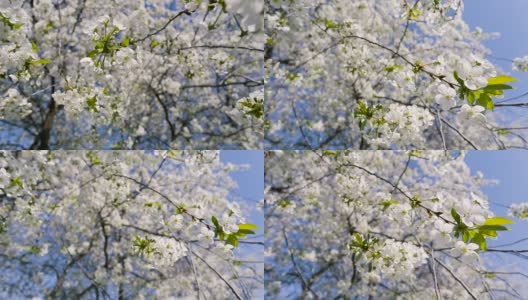 蜜蜂和盛开的樱桃树。高清在线视频素材下载