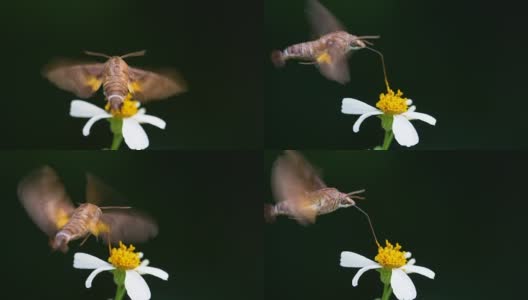 飞蛾吃东西的慢动作高清在线视频素材下载