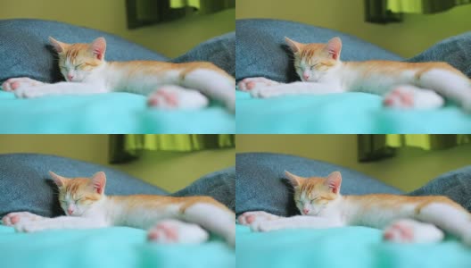睡觉的小猫高清在线视频素材下载