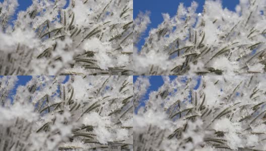 冬天的风景。在蓝天的映衬下成长高清在线视频素材下载