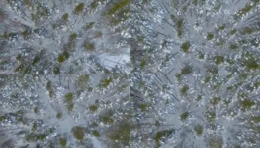 从上面看冬天的森林。空中飞过白雪覆盖的森林高清在线视频素材下载