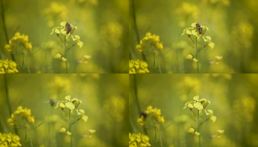 蜜蜂从芥菜花蜜中采集花蜜的慢动作。高清在线视频素材下载