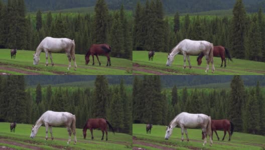 吉尔吉斯斯坦天山的野马高清在线视频素材下载