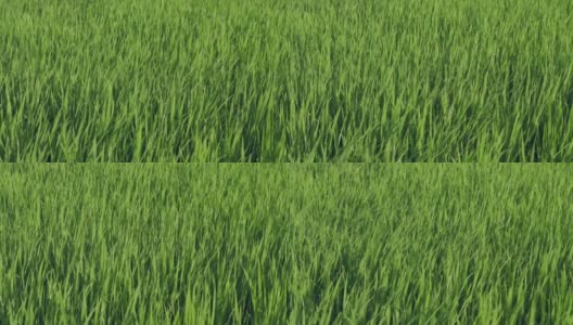 稻田的草被风吹高清在线视频素材下载
