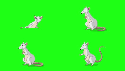 白老鼠爬出来，然后隐藏回来动画色度键高清在线视频素材下载