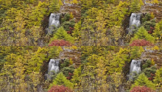 美丽的瀑布来自融化的雪山在秋季黄松林，瀑布与秋叶在亚丁自然保护区，中国四川高清在线视频素材下载