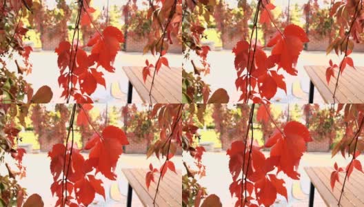 秋天的红叶在风中吹拂高清在线视频素材下载