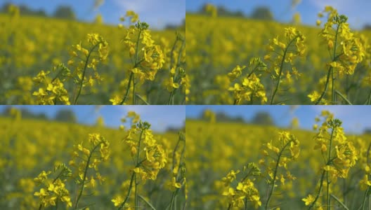 黄色的芥末花在春天，花强烈地集中在前景，在背景模糊的田野与蓝天，白天没有人高清在线视频素材下载