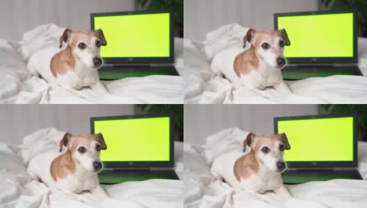 狗打哈欠和舔躺在白色的床上与笔记本电脑在后面高清在线视频素材下载