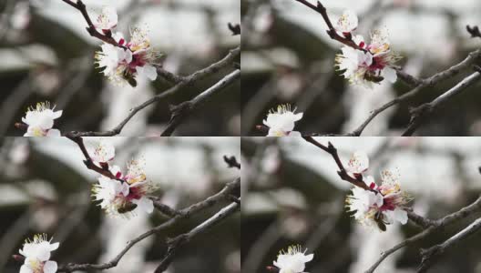 蜜蜂在花上采集花粉高清在线视频素材下载