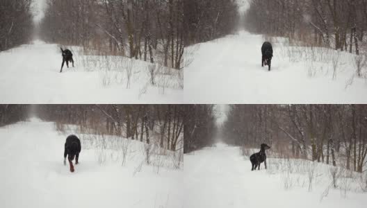 暴风雪中，杜宾在森林里的雪地上奔跑，慢镜头拍摄高清在线视频素材下载
