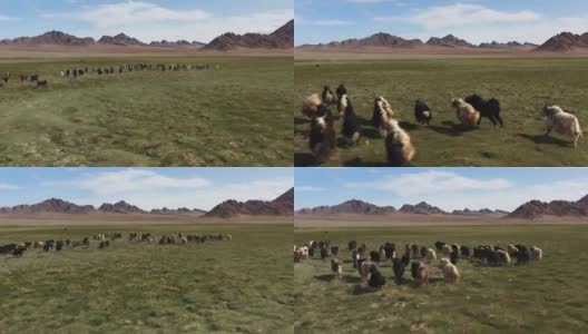 牦牛-牛。蒙古草原上的一群牦牛高清在线视频素材下载