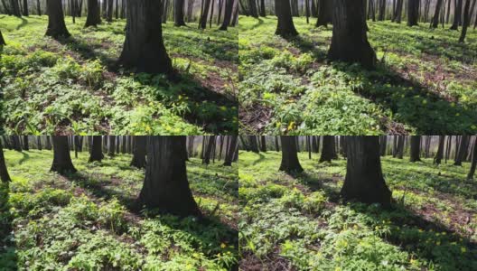 春木景观用白花银莲花滑拍高清在线视频素材下载