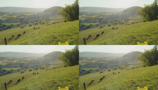 夕阳在山。水牛放牧草地。Weiningen。广州苏黎世。高清在线视频素材下载