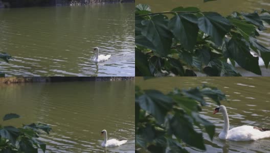 日本的天鹅湖高清在线视频素材下载