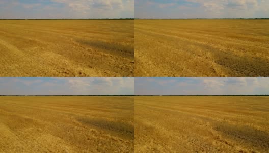 谷物收获后，枯黄秸秆的麦田鸟瞰图高清在线视频素材下载