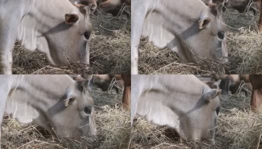 一头浅色的奶牛正在外面吃干草。高清在线视频素材下载