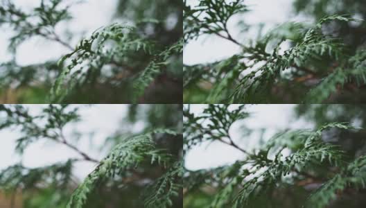 雨落在thuja的叶子上。在雨季，雨滴打在一棵紫花的叶子上。图雅是一种常绿针叶树植物特写。高清在线视频素材下载