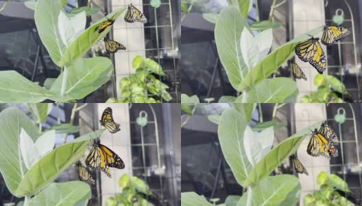 濒临灭绝的黑脉金斑蝶在一株巨型乳草上产卵高清在线视频素材下载