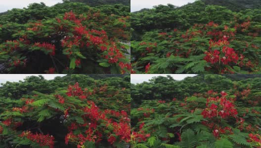 美丽的红色皇家猩猩木或艳丽的花(凤仙花)雨后高清在线视频素材下载