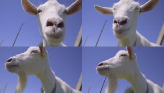 白山羊看着镜头，转身咀嚼。山羊的特写。牲畜高清在线视频素材下载
