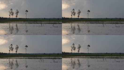 雨中稻田里的鸟高清在线视频素材下载