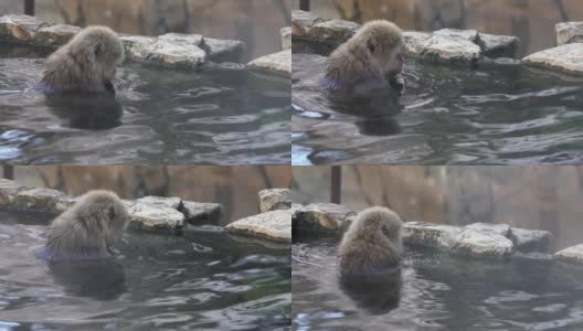 日本著名的雪猴在天然温泉中沐浴的慢镜头高清在线视频素材下载