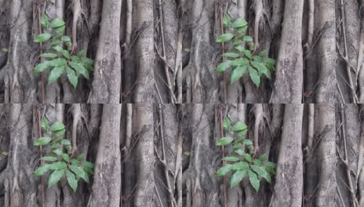 一棵植物从一棵枝繁叶茂的老树上长出来高清在线视频素材下载