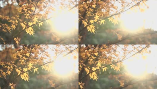 直接看着橙色的枫叶与阳光高清在线视频素材下载