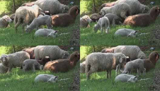 绵羊和羔羊高清在线视频素材下载