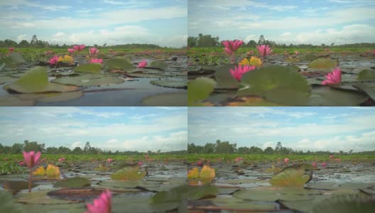低角度的水面视图:粉红色的荷花在泰勒斯诺伊湿地高清在线视频素材下载