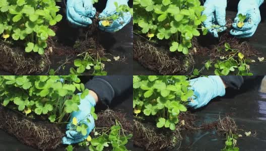 男人分割小草莓植物高清在线视频素材下载