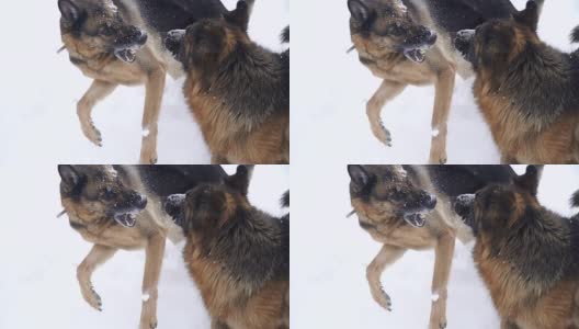 牧羊犬。牧羊犬在雪地里奔跑高清在线视频素材下载
