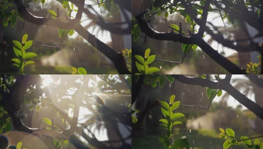 湿漉漉的树和落下的水滴和太阳的斑点高清在线视频素材下载
