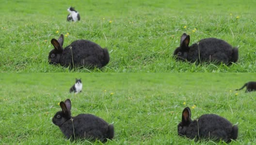 黑兔子和一只猫坐在阿尔卑斯山脉的绿色草坪上高清在线视频素材下载