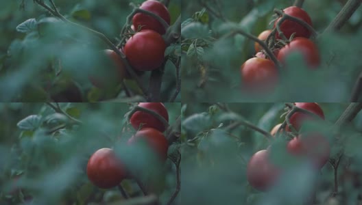 一串串的圣女果在水滴里红绿的，成熟的天然番茄生长在温室的树枝上，成熟的番茄准备采摘，美味的红番茄农场。慢动作高清在线视频素材下载