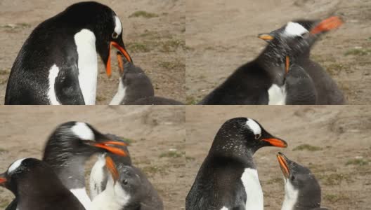 福克兰群岛:巴布亚企鹅妈妈正在喂养她的孩子高清在线视频素材下载