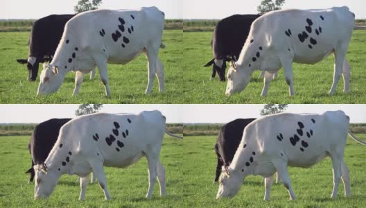 奶牛在牧场上吃鹅肝，草地，荷兰，4K高清在线视频素材下载