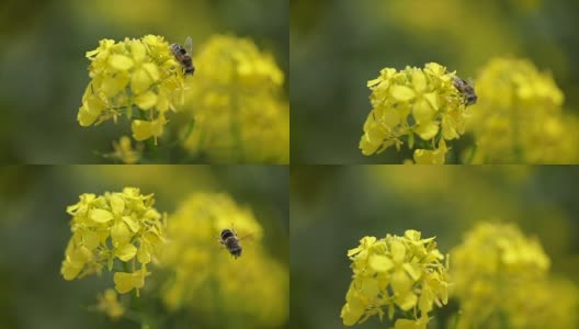 蜜蜂从芥菜花蜜中采集花蜜的慢动作。高清在线视频素材下载