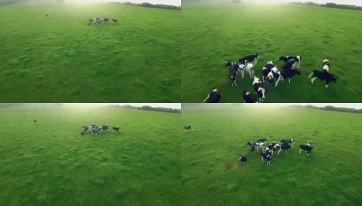 农村的奶牛高清在线视频素材下载