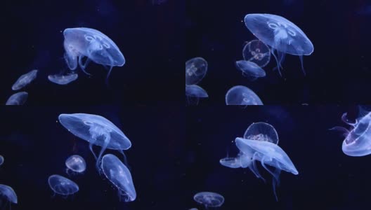 生物发光的水母高清在线视频素材下载