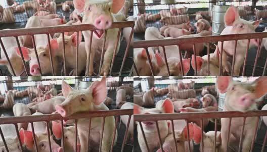 现代工业化养猪场的猪高清在线视频素材下载