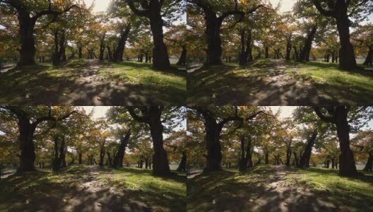 慢镜头- hd -风吹动公园里黄红的树(秋日宽镜头)高清在线视频素材下载