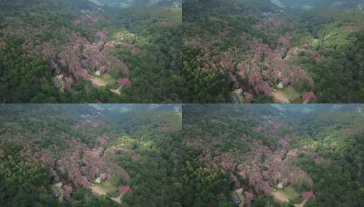 泰国清莱府齐发森林公园的山脉上盛开的樱花林的美丽景色。高清在线视频素材下载