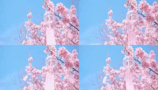 东方的樱桃树高清在线视频素材下载