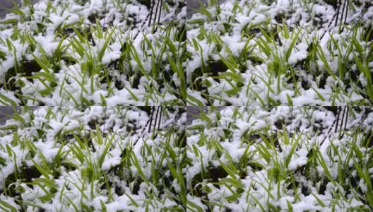 绿油油的草地上覆盖着一层雪，在春季降雪期间特写。高清在线视频素材下载