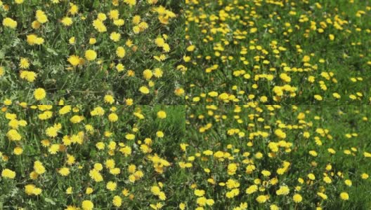 在阳光明媚的日子里，黄色的蒲公英花在草地上。田野中的黄色蒲公英在风中特写。高清在线视频素材下载