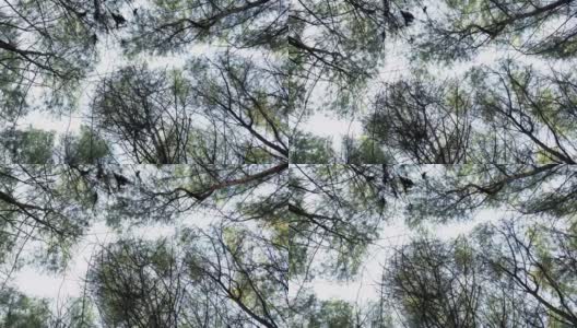 松树的树梢在风中摇曳，冷杉林蛙的景色高清在线视频素材下载